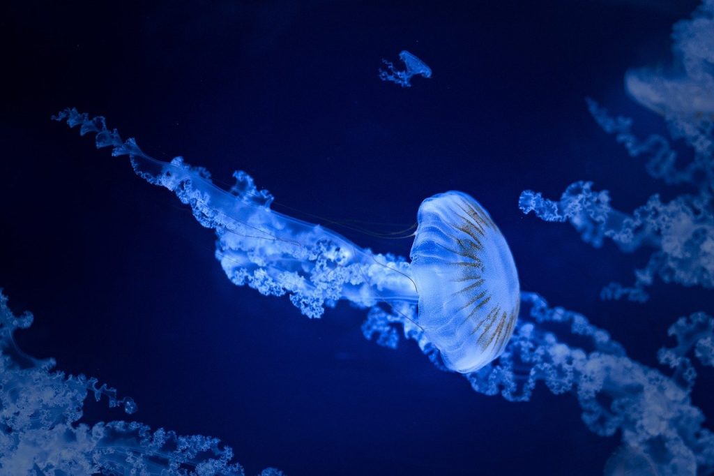 Jellyfish Dream Interpretation