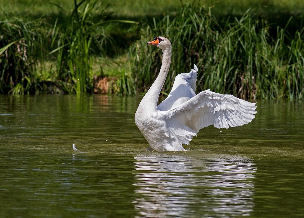Swan Dream Interpretation